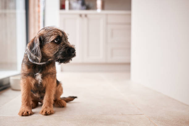 istock Cute Border Terrier Puppy Sitting On Kitchen Floor At Home 2158561996
