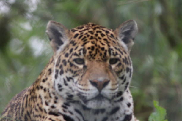 istock Jaguar- Panthera onca head close up on a sunny day in springtime 2158563184