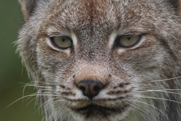 Luchs im Schnee
