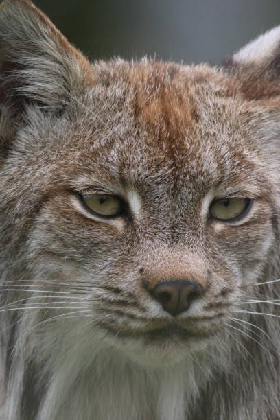 istock Canadian Lynx - Lynx canadensis head close up on a sunny day in springtime 2158563636