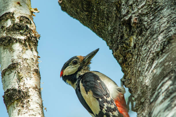 Woodpecker in a birch tree in the courtyard