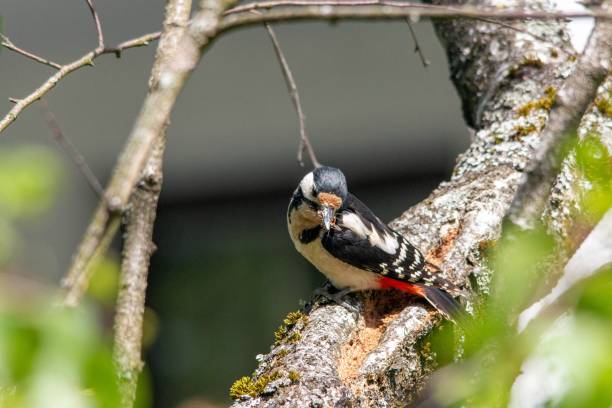 istock woodpecker with food 2158566731