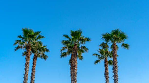 istock Beautiful palm trees against a clear blue sky background 2158566993