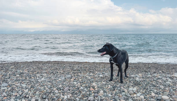 istock Big black dog on the sea beach 2158569475
