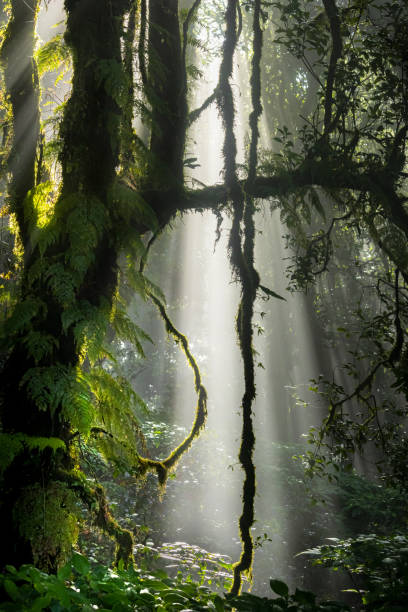 istock Amazing sunlight in the cloud forest 2158569581