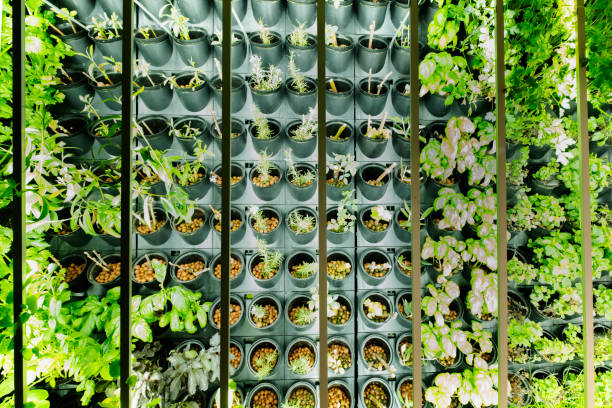 Vertical farms are buildings in which very high quality vegetables are produced, free of harmful chemical residues, thanks to the use of soilless cultivation techniques in a controlle