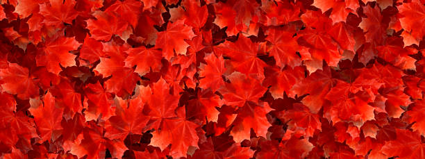 istock Top view of autumn red maple tree leaves, fall background 2158572013
