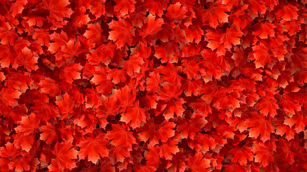 Top view of autumn red maple tree leaves, fall background