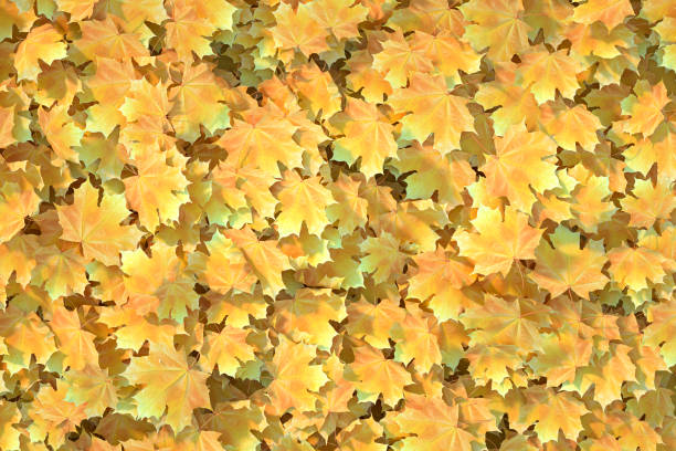 Top view of autumn maple tree leaves, fall background. Digitally generated image. 3d render.