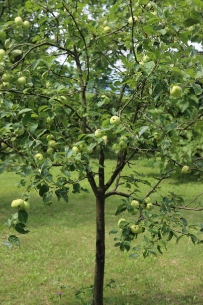 istock Flamberry apple tree with ripe green apples 2158572428