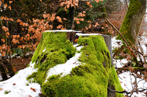 Close-up of a tree stump covered with snow and moss