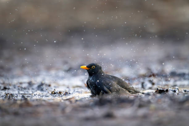 Blackbird (Turdus merula) in Central Bohemia, Czech Republic