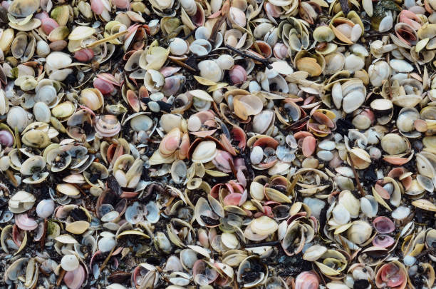 istock closeup of empty seashells on the beach 2158573536