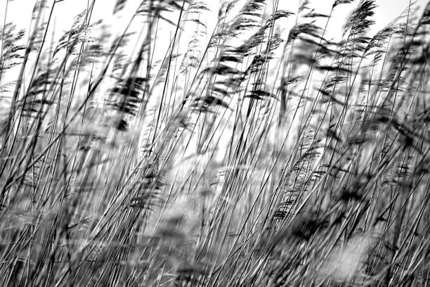 Close-up of waving reeds