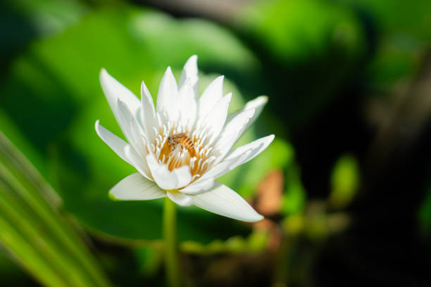 A white water lily