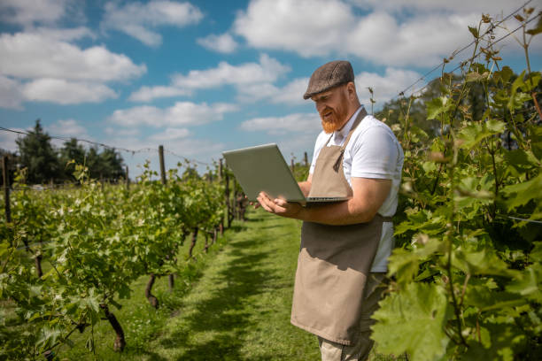 istock A redhead wine farmer in the Netherlands as an example of Small Business 2158574124