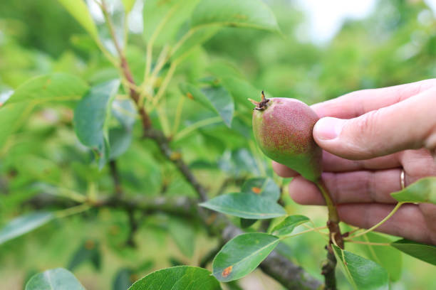 istock A farmer examines a tree with ripening pears.  Gardening. 2158575337