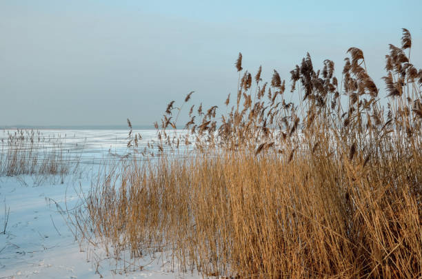 istock View over reeds to a frozen lake 2158575524