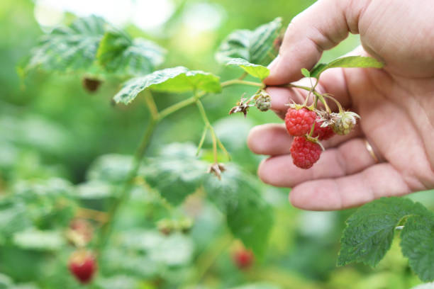 istock A farmer examines ripe raspberries. Raspberry harvest. 2158575583