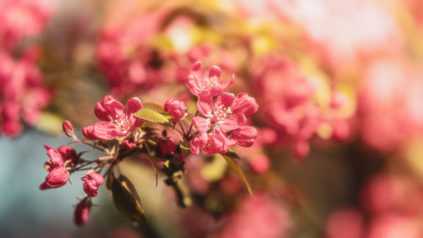 istock Soft focus image of pink apple flowers in sun light. 2158575965