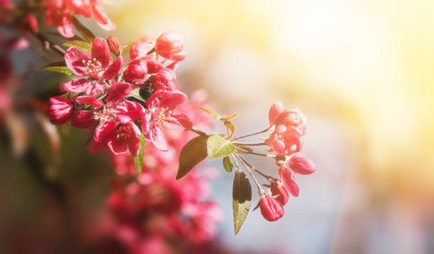 istock Soft focus image of pink apple flowers in sun light. 2158576067