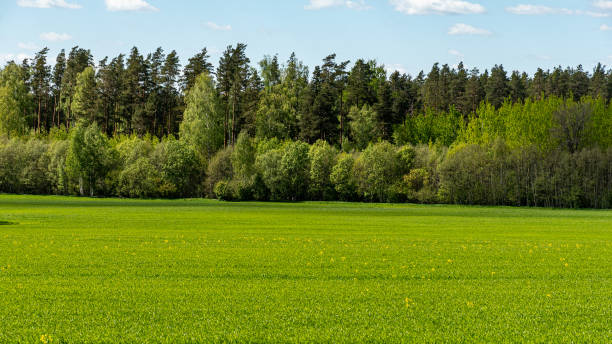 istock landscape with bright green field and bright trees, first green of spring, spring 2158578413
