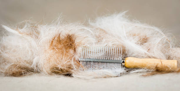 istock Pet hair and comb after a molting dog combing 2158578655