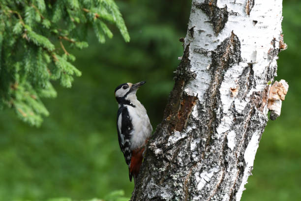 istock Great spotted woodpeckers 2158581133