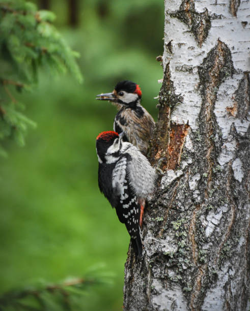 istock Great spotted woodpeckers 2158581420