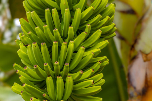 istock Dwarf Cavendish bananas from the Canary Islands 2158581523