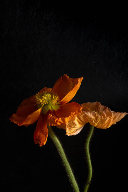 istock macro orange poppies on a black background and green stem. 2158582849