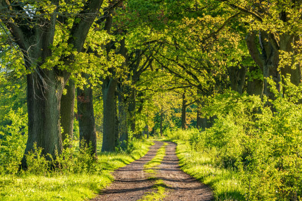 Avenue of old oak trees through Rural Landscape, tree lined dirt road