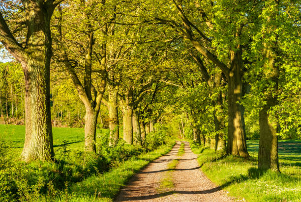 istock Oak Tree Avenue through Rural Landscape 2158583709