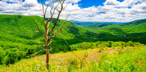 Shenandoah National Park, Virginia
