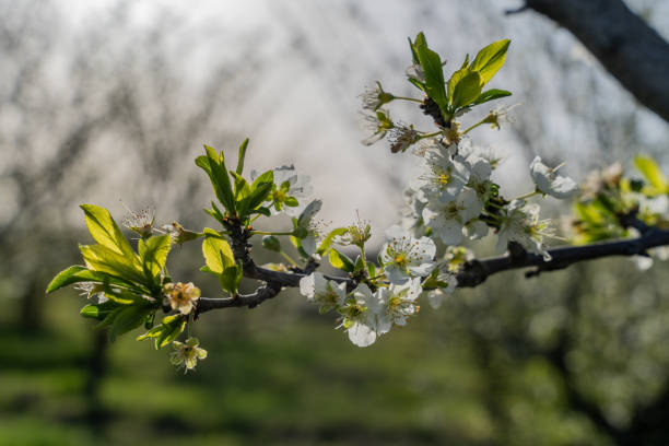 A tree branch with white flowers is shown in a field. The flowers are in full bloom, and the sunlight is shining on them, creating a warm and inviting atmosphere. Concept of peace and tranquility