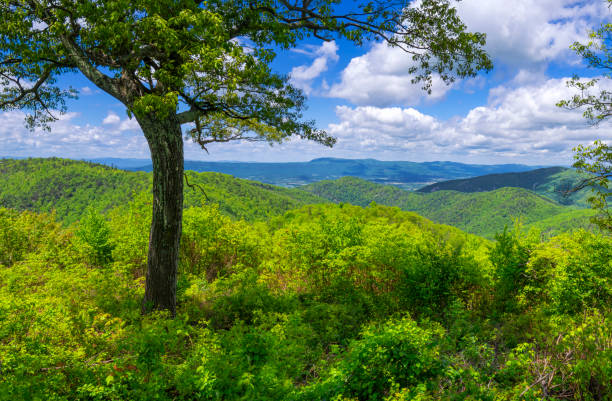 istock Shenandoah National Park, Virginia 2158584070