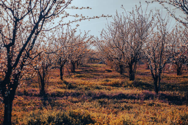 Blooming apple orchard - Yering, Victoria, Australia
