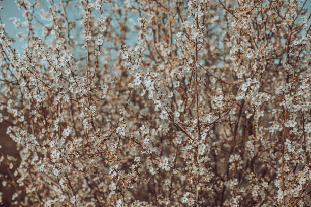 A close up of a tree with many flowers. The flowers are white and the tree is full of them
