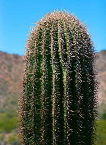 istock Closeup Old Saguaro Cactus Sonora desert Arizona 2158584276