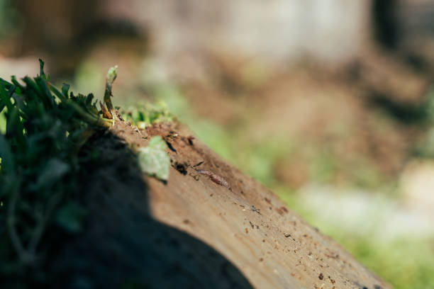 A small insect is sitting on a rock in the dirt. The insect is brown and black in color