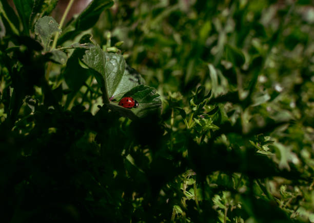A ladybug is sitting on a leaf in a green bush. The leaf is partially covered by the bush, creating a sense of depth and dimension. The ladybug is the main focus of the image