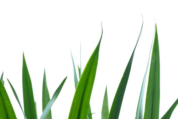 Single green lily leaf isolated on white background Floral leaves nature Young leaves of flowers Grass Spring time Young bush of grass greens