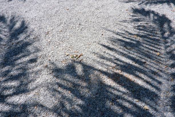 Tree shadows create intricate patterns on the sandy ground, forming a mesmerizing play of light and shade that highlights nature's quiet and enchanting beauty