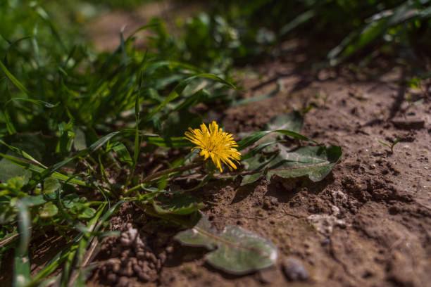 The middle section of a dandelion in yellow bloom - with multiple stamen, showing filament and anther