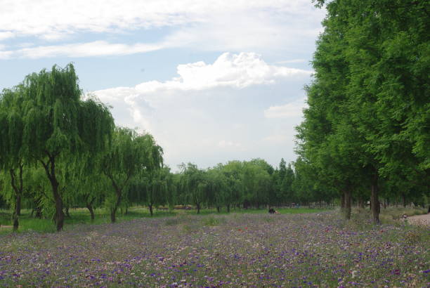 istock Changpowon park in Geochang, Korea 2158586740