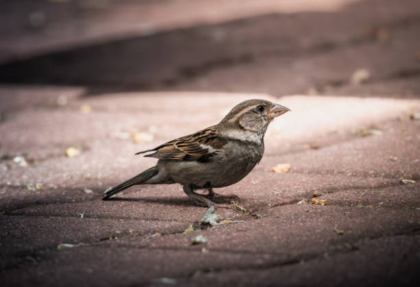 istock A Small Brown Sparrow Perched on Brick Pavement During the Day 2158587517