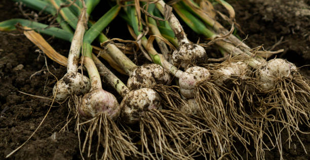 istock Freshly harvested garlic at the field. 2158589254