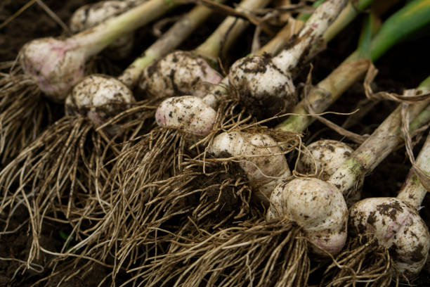 istock Freshly harvested garlic at the field. 2158589295