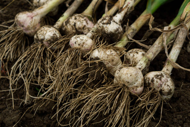 istock Freshly harvested garlic at the field. 2158589303
