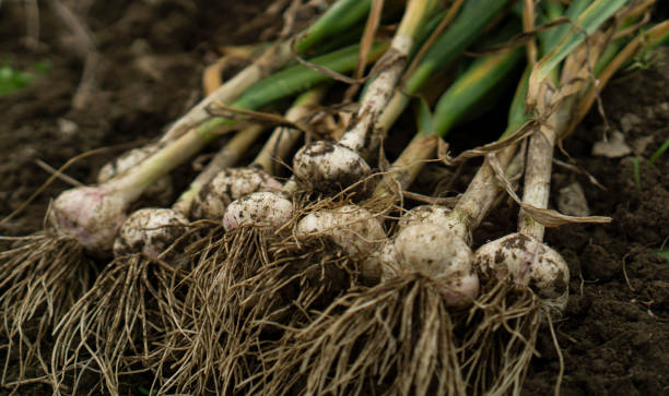 istock Freshly harvested garlic at the field. 2158589522